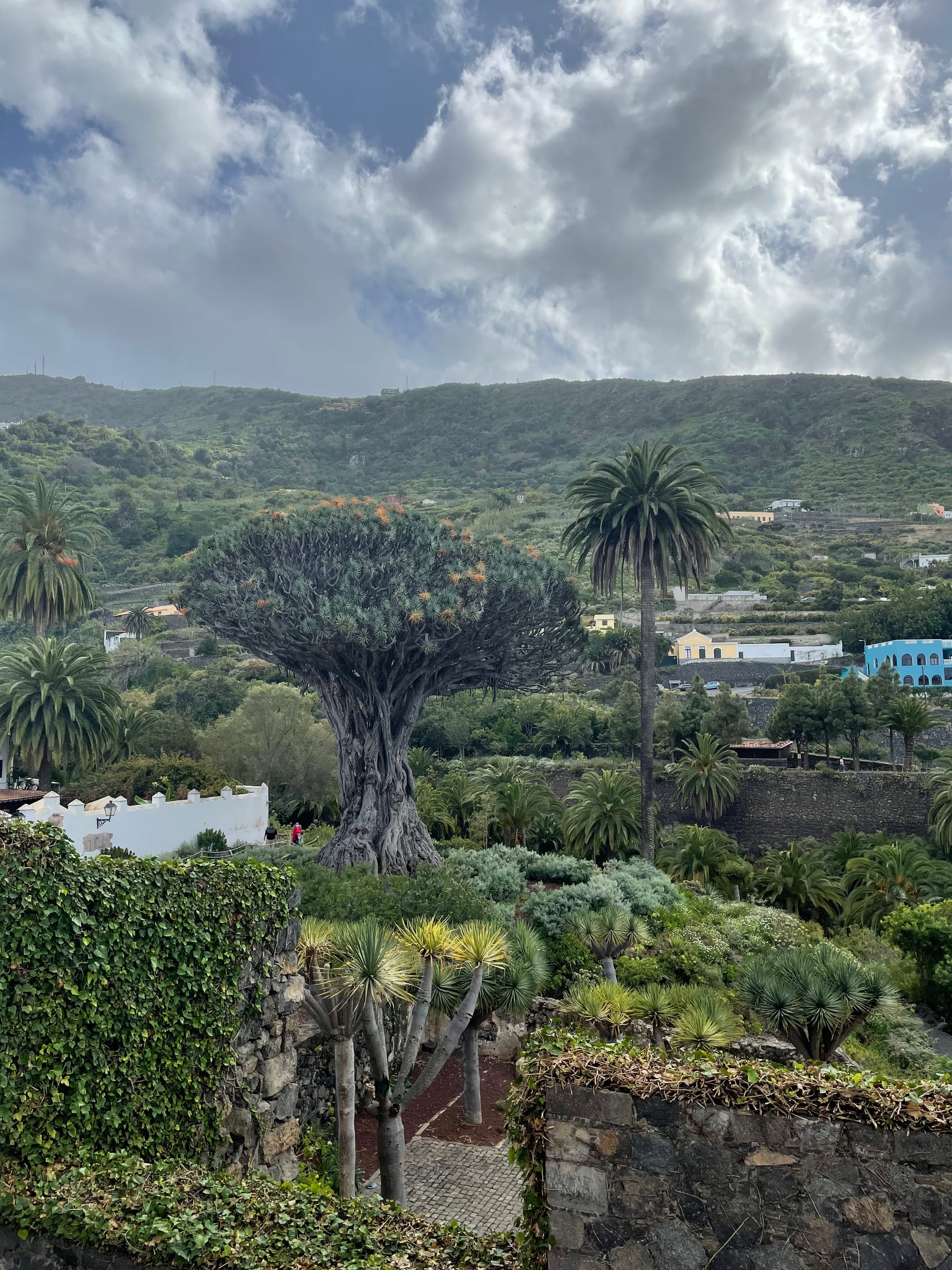 Vakarų Tenerifės perlai: apsižvalgykite per vieną dieną